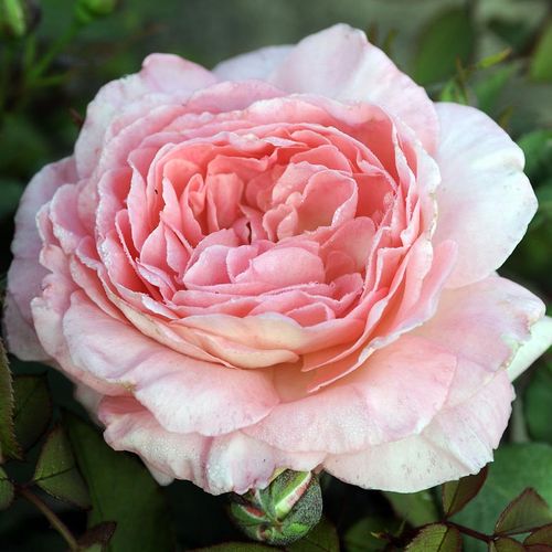 Růže eshop - Rosa  Donatella® - intenzivní - Stromkové růže s květy anglických růží - růžová - Michèle Meilland Richardier - stromková růže s keřovitým tvarem koruny - -